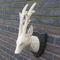 Whitewash Straight Horn Deer Head