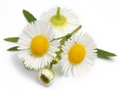 Chamomile Roman, cajaput, citronella  Essential Oil Selection,