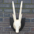 Whitewash Straight Horn Deer Head