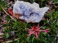 Celestite/Celestine  Natural Cluster. 