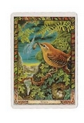 THE DRUID ANIMAL ORACLE DECK